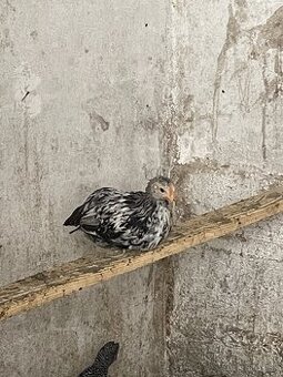 kohuty zdrobnela velsumka strieborná