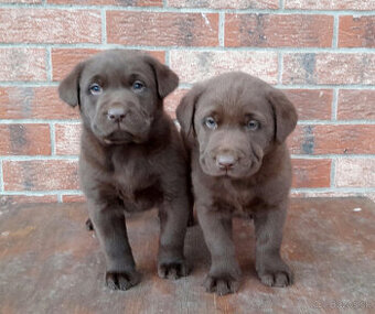 Čokoládové šteňatá Labradora