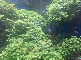 Anubias nana - 1
