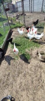 kohút Leghorn Maranska Vlaška