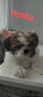 Šteniatka Shitzu, shi tzu, šicu, ši cu, shi-tzu