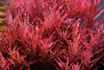 Akvarijne rastliny Rotala