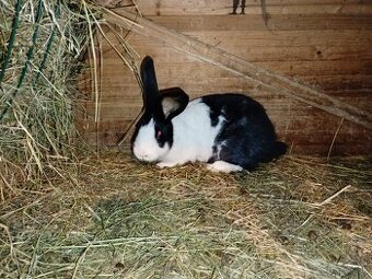 Šarišský Obrovitý