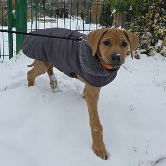 Teply kabat pre psa (45 cm)