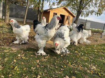 Brahmanka Columbia f.veľká