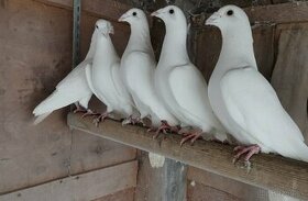 Biele holuby
