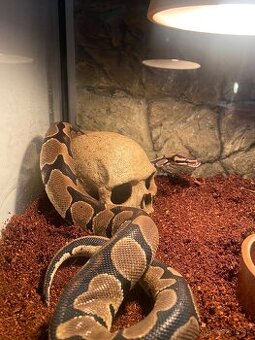 Python regius