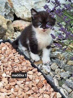 Mačiatka po polonórskej mačke