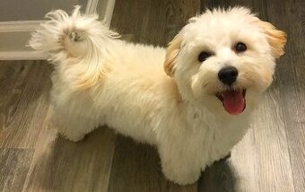 Kúpim fenu maltipoo