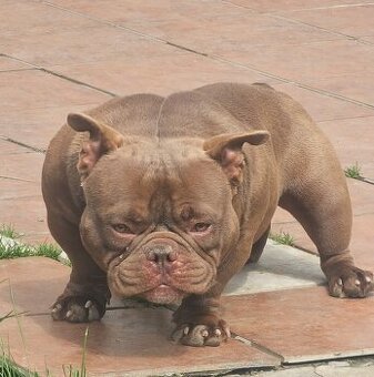 American bully psik aj fenka