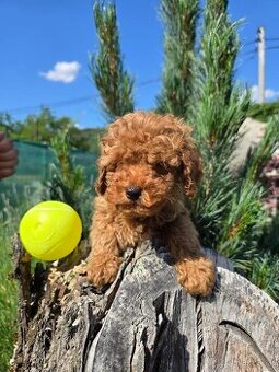 Pudlik, pudel toy-mini -Poodle