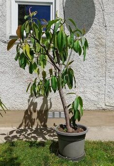 Ficus elastica (30ročný)