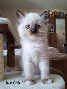 Ragdoll mačiatká na predaj - eladó ragdoll kiscicák