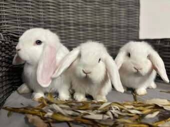 Huňaté Minilop králiky -BIOvýživa, odborný chov, VP