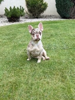 Francuzsky buldoček isabella and tan merle a big rope fenka