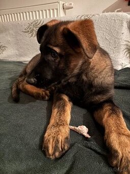 Šteniatko nemecký vlčiak