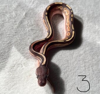 Python regius / pytón kráľovský - mláďatá