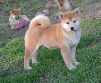 Shiba inu  s PP  /FCI / - 1