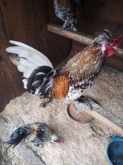 Predám kohútikov Bregovska Dzinka