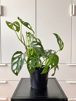 Monstera adansonii