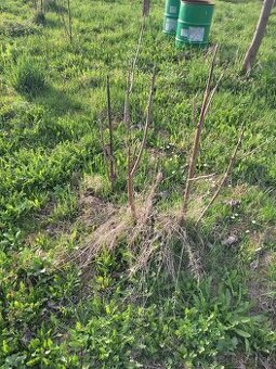 Paulownia - 1