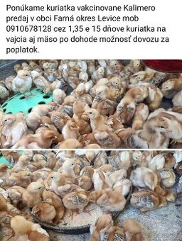 Ponúkame kuriatka vakcinovane Kalimero