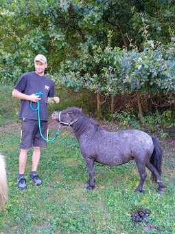 Falabella mini minihorse pony