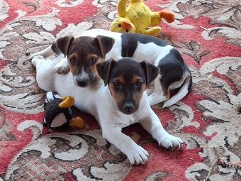 Jack russell terier .
