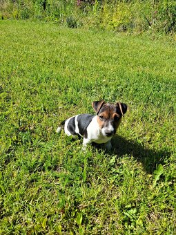 Jack russell terier .