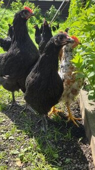 Australorp čierna + modrá