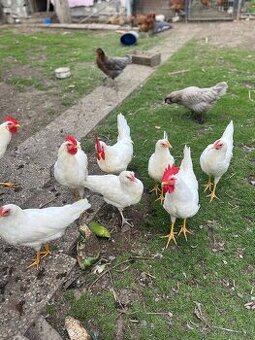 Predám kohúty Leghorn