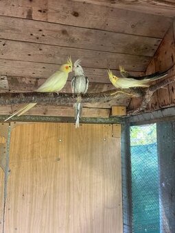 Mlade korely a Agapornis fisher - 1