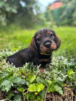 ŠTENIATKO JAZVEČÍKA – ŠTANDARD HRUBOSRSTÝ 🐾