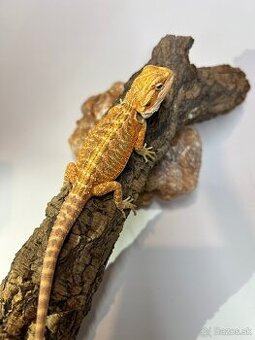 Agama bradatá - samce aj samice