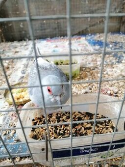 Holúbok diamantový