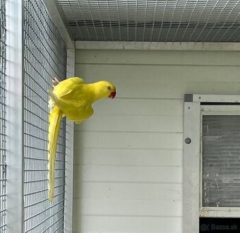 Alexander malý lutino