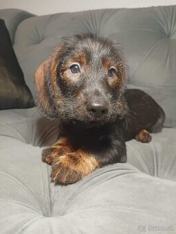 Jazvečík hrubosrstý