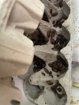 Mikrošváby prebytky