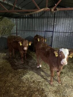 Predám 3 teľata S50L50 - 1