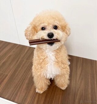 Šteniatka Puddle na adopciu.