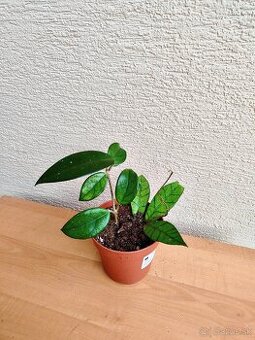 Hoya - voskovka - 2 druhy - cena spolu