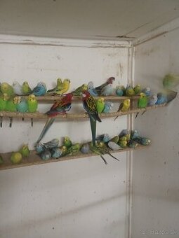 Papagajec vlnkovany(Andulka)