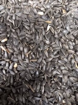 Slnečnica na predaj