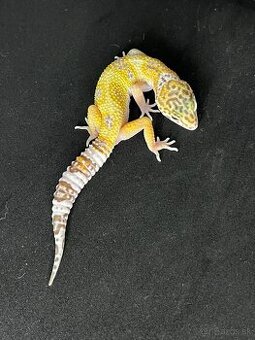 Gekončík nočný s určenou genetikou