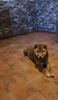 Shiba Inu sučka na predaj