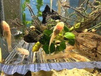 Predám Ancistrus Gold - Vlastný chov