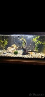 Akvarium s rybami s prislusemstvom 60 l