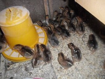 Kuriatka- Vlaška jarabičia