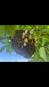 Odchyt včelích rojov - 1