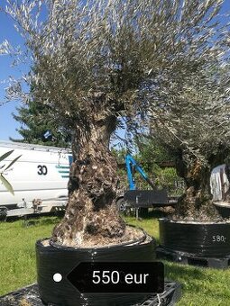 Olivovník bonsai